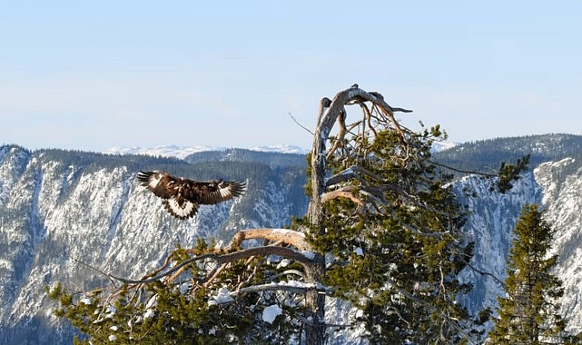 ‘Avrupa’nın Yırtıcı Tabiatı Özel’ 19 Mayıs ve 26 Mayıs Pazar 20.00’de National Geographic WILD Ekranlarında!