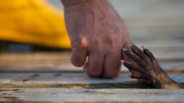 ‘Billy ve Molly: Farklı Bir Sevginin Hikayesi’ 26 Mayıs Pazar 21.00’de National Geographic Ekranlarında