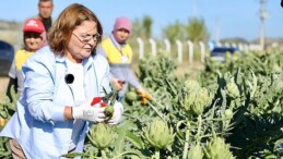 Didim Belediye Başkanı Hatice Gençay, Didim Belediyesi’ne ilişkin tarlada yetiştirilen enginarların hasadına katıldı