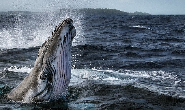 Dört Kısımlık ‘Balinaların Gizemli Dünyası’ 2 Haziran’da National Geographic WILD Ekranlarında Başlıyor!