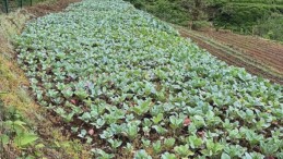 Karadeniz İktisadının Görünmeyen Kahramanları