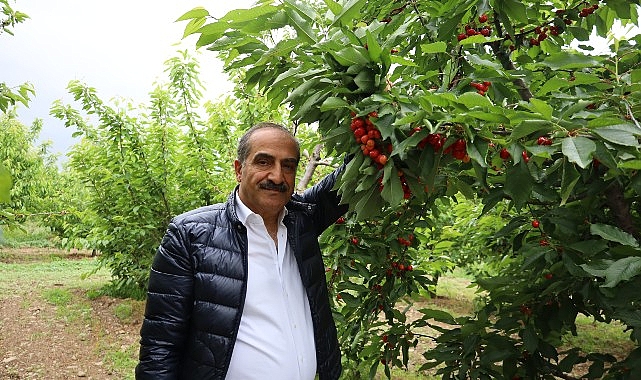 Kiraz hasat şenliğine gençler güç kattı