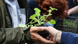 Lüleburgaz Belediyesinin serasında atalık tohumlardan elde ettiği 12 bin 500 adet zerzevat fidesi 14 Mayıs saat 12.00’da Kongre Meydanında vatandaşla paylaşılacak