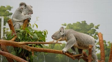‘Tampa’nın Sırları: Sevgililer Özel’ 15 Mayıs Çarşamba Günü 20.00’de National Geographic WILD Ekranlarında!