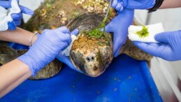 Körfez’deki yaralı Caretta caretta kurtarıldı