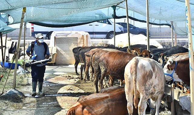 Kurban satış yerleri ilaçlanıyor Sinek ve haşerelere karşı aralıksız çaba