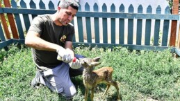 Doğal Ömür Parkı’nın sempatik konuğu biberonla besleniyor