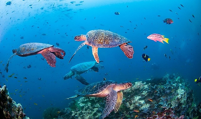 Novotel, WWF İle Okyanus Müdafaa İştirakini Duyurdu