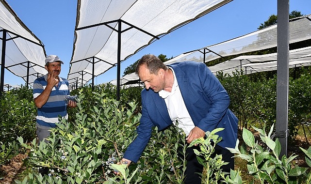 İznik Belediyesi’nin konut sahipliğinde 4. kere düzenlenecek Maviyemiş Şenliği bu yıl 14 Temmuz 2024 Pazar günü gerçekleştirilecek