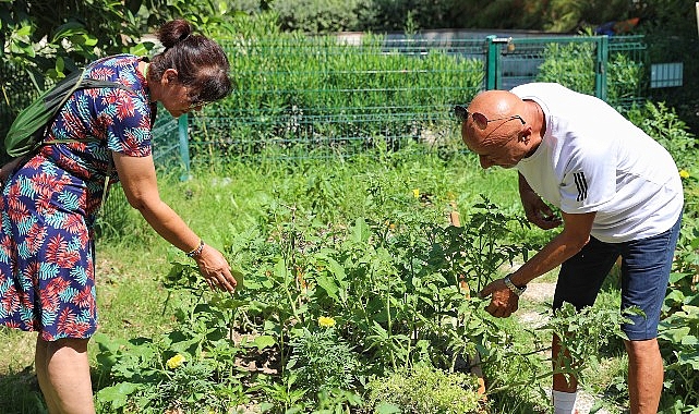 Kent bostanlıklarının birinci hasadı gerçekleştirildi