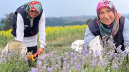 Kocaeli’de mor tarlalarda lavanta hasadı başladı