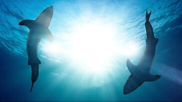 ‘Köpekbalığı Taarruzları: 360 Derece’ 21 Temmuz Pazar 20.00’de İki Kısım Birden National Geographic WILD Ekranlarında!