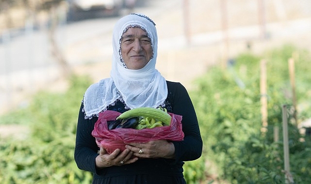 Mahalle bostanında hasat vakti