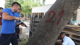 Muğla’da Birinci Kere Görülen Turunçgil Uzun Antenli Böceği ile Gayret