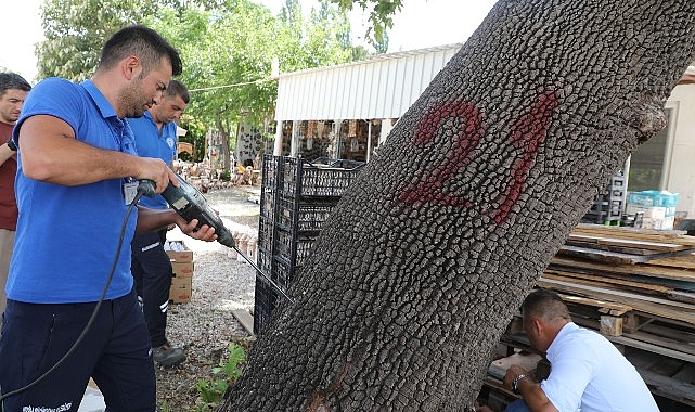 Muğla’da Birinci Kere Görülen Turunçgil Uzun Antenli Böceği ile Gayret