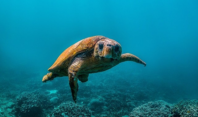 National Geographic NOW Seç-İzle Servisi Temmuz Ayında ‘Okyanuslar’ Temasıyla Dopdolu İçerikler Sunuyor