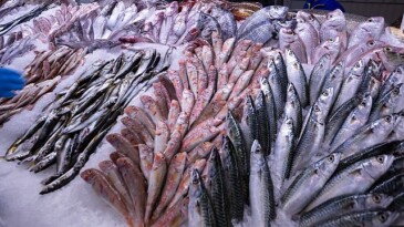 Ağdan Tabağa İnançla Ulaşan Balıklar Yeni Dönemde da Metro Türkiye’de