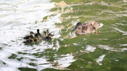 Ankara’nın simgelerinden Kuğulu Park’ta 8 yavru ördek daha suyla buluştu