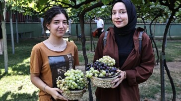 Bağcılar’da bağ bozumu vakti