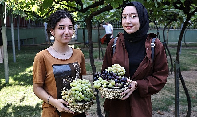 Bağcılar’da bağ bozumu vakti