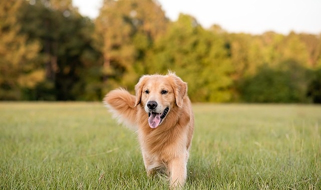 Boehringer Ingelheim’dan Köpeklerin Her Yaş Periyodunda Sıhhat ve Memnunlukları İçin Bilgilendirme: “İnsanlar üzere köpeklerin de muhtaçlıkları yaşlarına nazaran değişiyor”