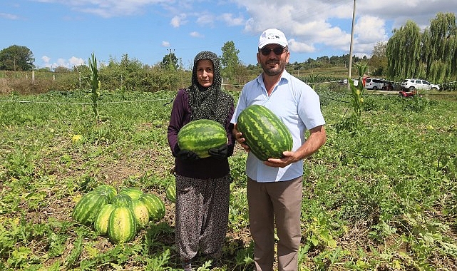 Coğrafik işaretli Kandıra karpuzunda hasat vakti