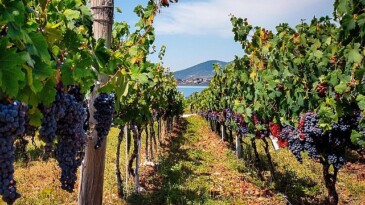 Eylül Ayında Avşa Adası’nda Düzenlenen Ada Karası Üzüm Hasadı Günleri Ağır İlgi Görüyor