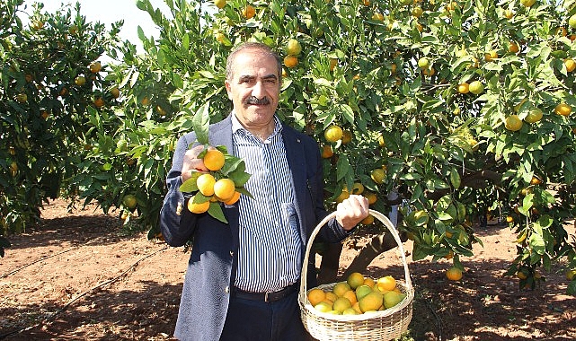 İhracatçı istedi, TARSİM mandalinanın sigorta bedelini artırdı