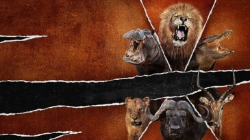 İzleyicileri Unutulmaz Bir Safari Seyahatine Çıkaracak Olan ‘Ölümcül Safari’ 1 Eylül Pazar Günü 20.00’de National Geographic WILD Ekranlarında!