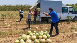 İzmirli çiftçi tarlada kalan karpuzunu hayvanlara bağışladı