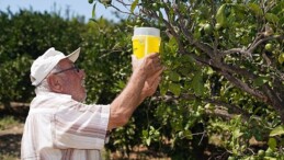 Karaburun’da narenciye kalitesi artıyor