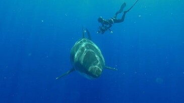 Köpekbalığı Görüntülerinin Arkasındaki Gerçekleri Ortaya Çıkaran ‘Popüler Köpekbalıkları’ 3 Ağustos Cumartesi 20.00’de National Geographic WILD Ekranlarında