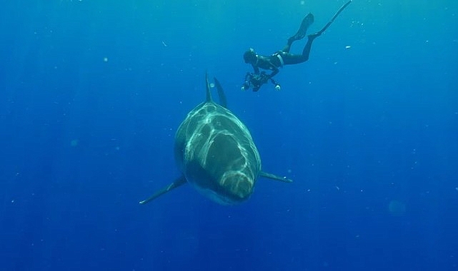 Köpekbalığı Görüntülerinin Arkasındaki Gerçekleri Ortaya Çıkaran ‘Popüler Köpekbalıkları’ 3 Ağustos Cumartesi 20.00’de National Geographic WILD Ekranlarında