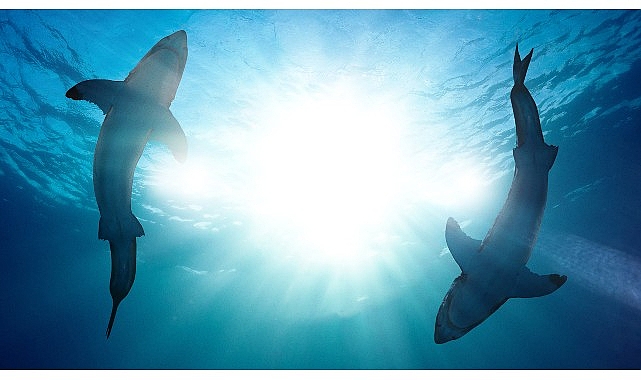 Köpekbalıklarının İnsanlara Neden Saldırdığını Araştıran ‘Köpekbalığı Hücumları: 360 Derece’ 4 ve 11 Ağustos Pazar 20.00’de National Geographic WILD Ekranlarında