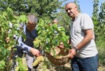 Lezzetiyle meşhur üzümlerin hasadına başlandı