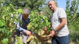 Lezzetiyle meşhur üzümlerin hasadına başlandı