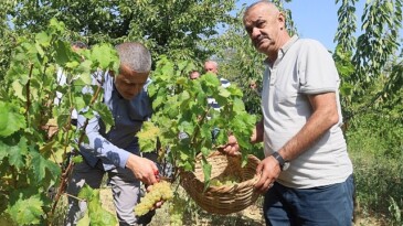 Lezzetiyle meşhur üzümlerin hasadına başlandı