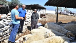 Merasız kalan hayvanlar yem dayanağıyla yaşama tutundu Büyükşehir yangından etkilenen köylerin yaralarını sarıyor