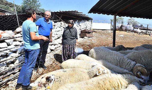 Merasız kalan hayvanlar yem dayanağıyla yaşama tutundu Büyükşehir yangından etkilenen köylerin yaralarını sarıyor