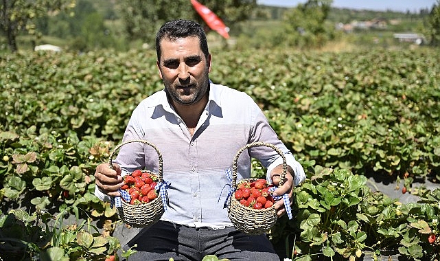 Ödemişte Organik Çilek Projesi Birinci Meyvelerini Verdi