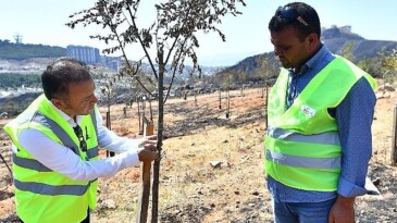 Yangınların etkilediği 15 bin ağaç tedavi edilerek hayatta tutulacak