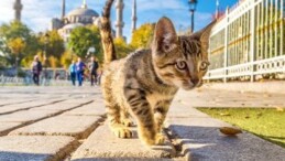 2024 sonbaharı geçen yıla kıyasla soğuk ve kurak geçecek