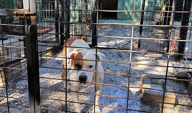 Cet saldıran köpek yakalandı
