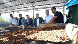 İnegöl’de Amaç 42 Bin Ton Ceviz