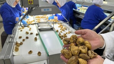 Kuru incir ihracatı 292 milyon dolarla dönemi kapattı