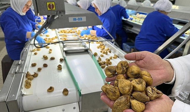 Kuru incir ihracatı 292 milyon dolarla dönemi kapattı
