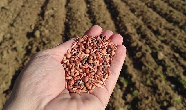 Manisa Büyükşehir Belediyesi, üreticileri destekleme çalışmaları kapsamında 500 ton tohum takviyesinde bulunacak