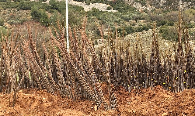 Muğla Büyükşehir Belediyesi “Her Kapıda Bir Fidan” projesi ile fiyatsız fidan dağıtımına başlıyor.