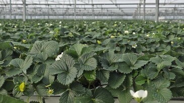 Sera yatırımı, konut almaktan 10 kat daha kârlı.