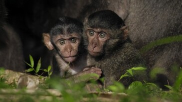 Tsunamiden Önemli Hasar Gören Nicobar Adalarının Değişimini anlatan ‘Nicobar Adaları: Bir Maymunun Öyküsü’ 14 Eylül Cumartesi Günü 21.00’de National Geographic WILD Ekranlarında!